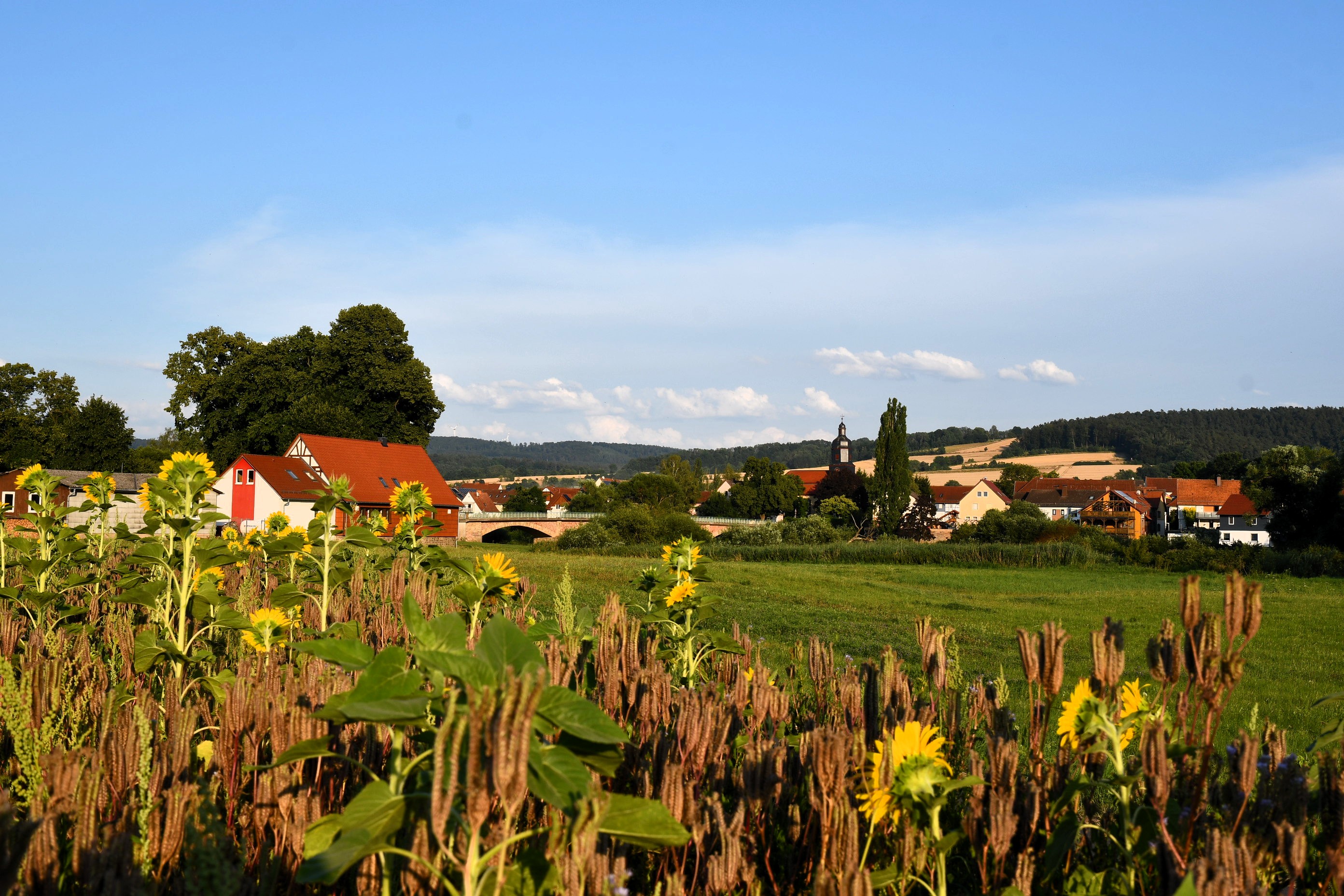 Sonnenblumenfeld mit Blick auf Mecklar und die Kirche